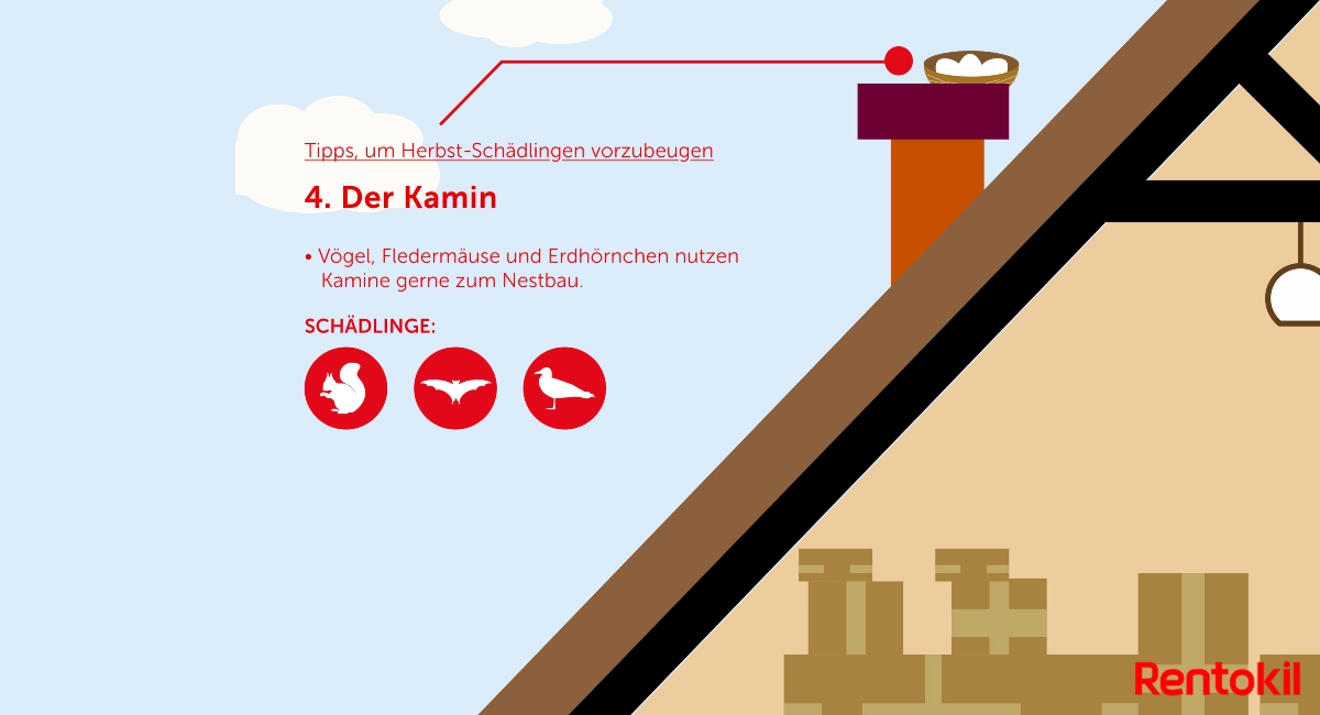 Herbst-Schädlinge: Vögel im Kamin