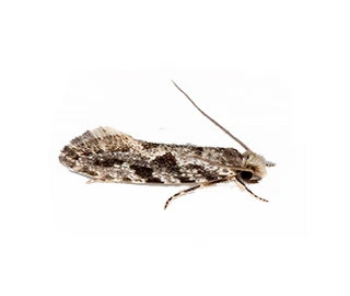 Graanmot