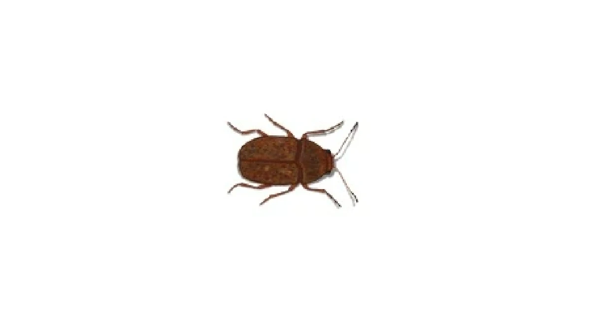 coffee-bean-weevil