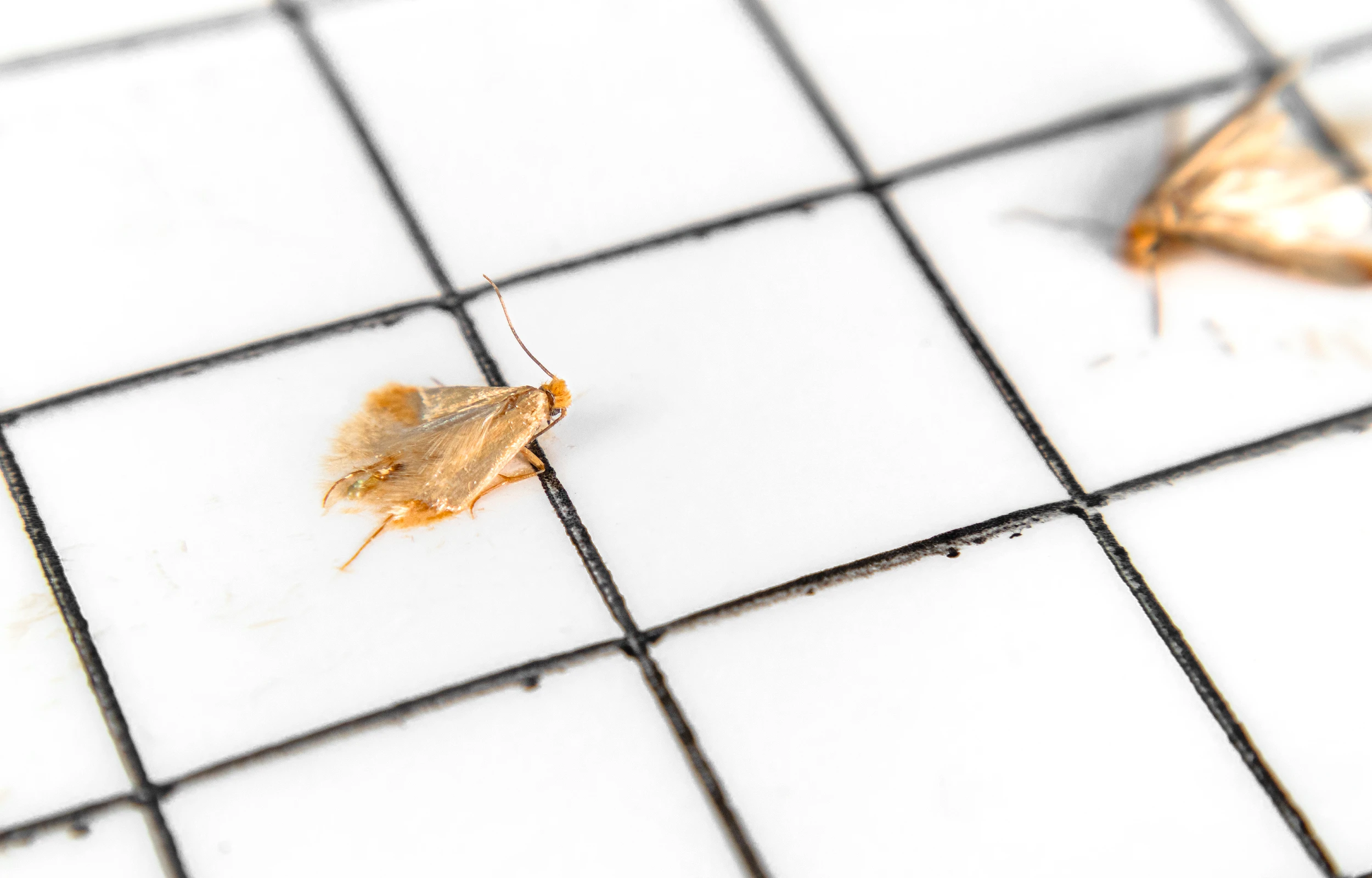 webbing-clothes-moth