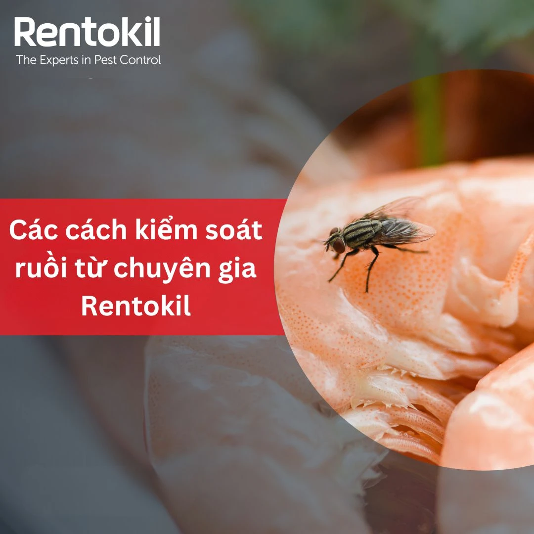 flies control from rentokil vn
