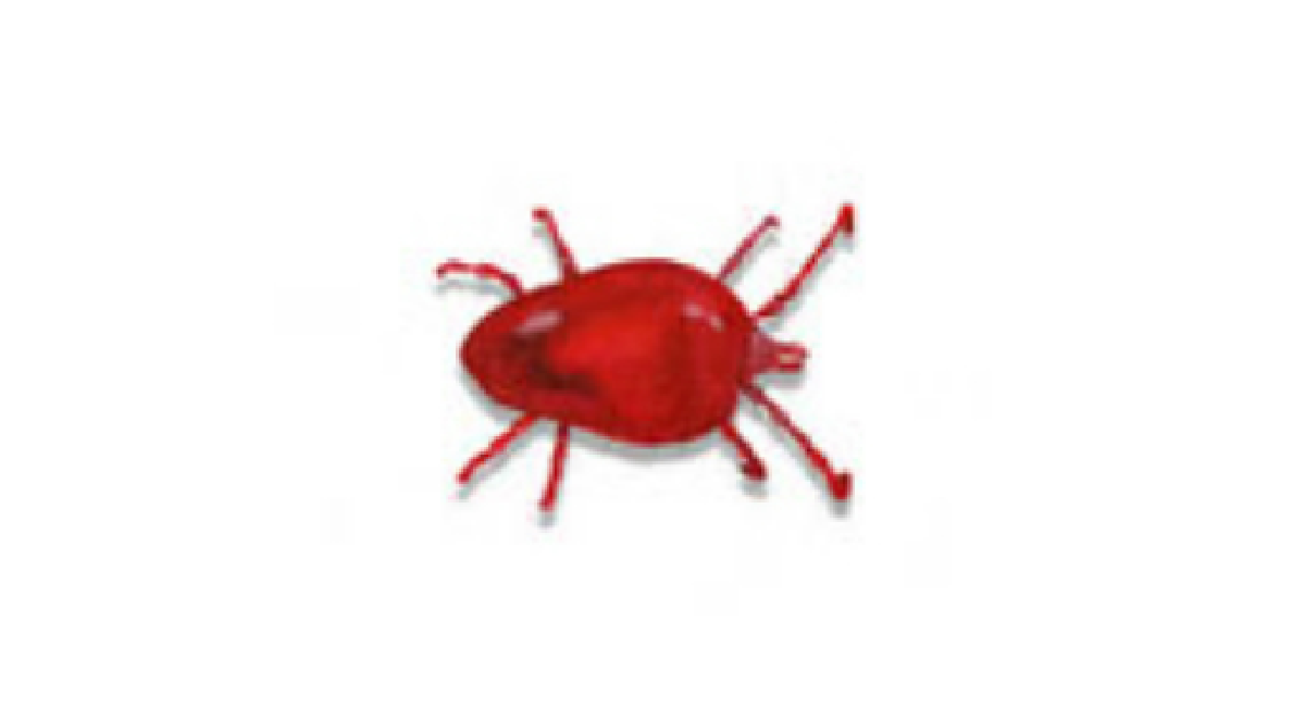 Red Spider