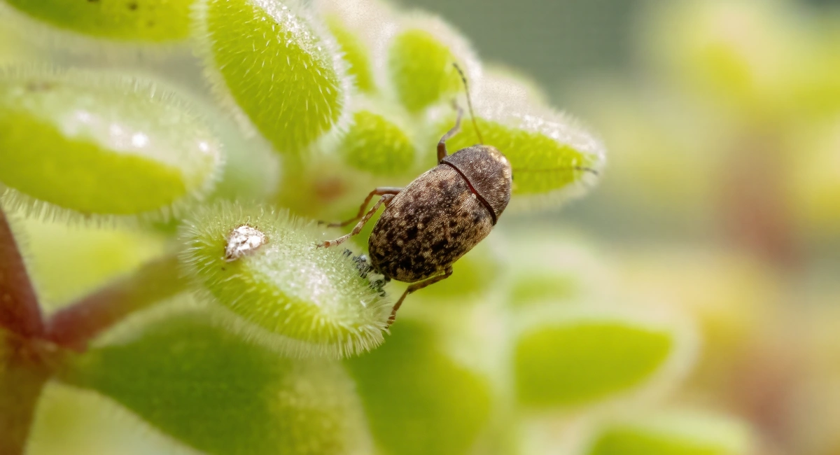 coffee-bean-weevil