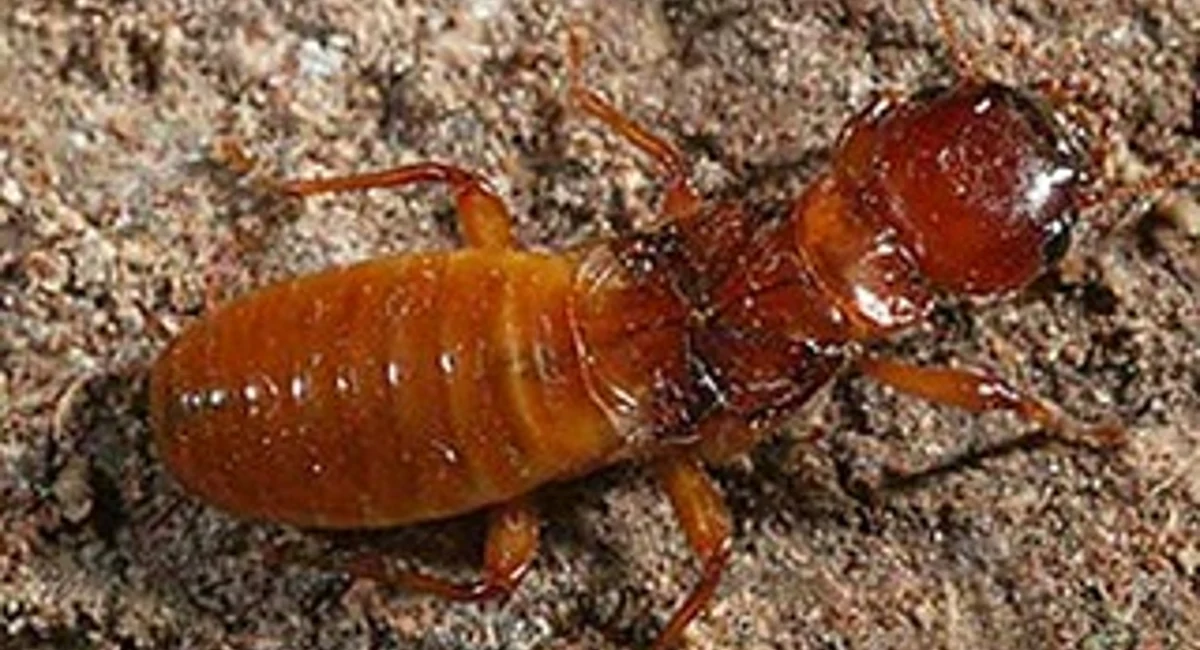 Cupim da Madeira Seca
