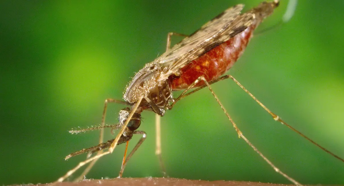 mosquito-anopheles
