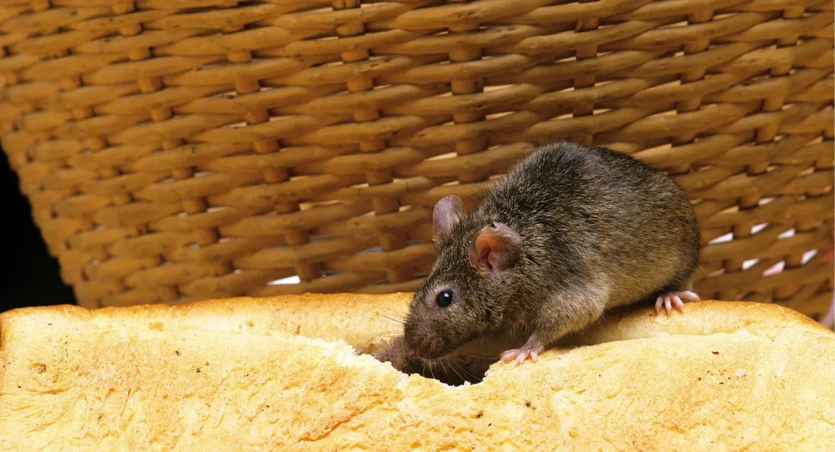 Gambar tikus makan roti