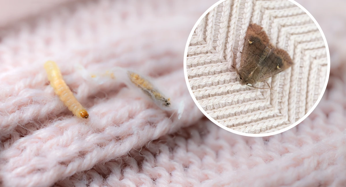 Larves et papillons de nuit sur les textiles