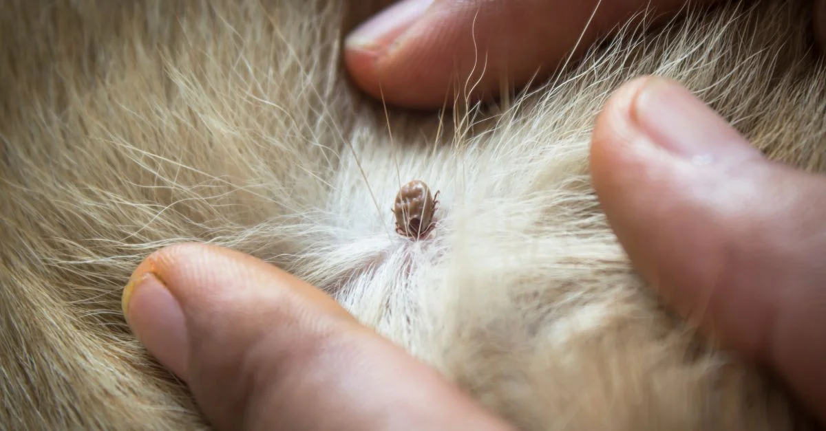 pet bitten by ticks