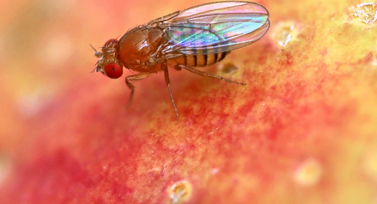 Fly