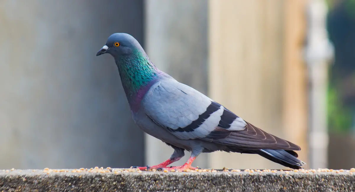 Pigeons