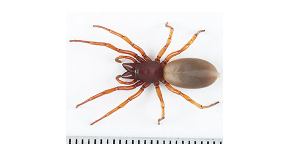 Slater spider