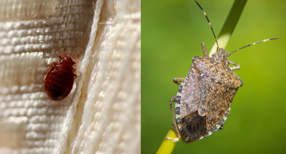 Diferença entre Percevejos das Camas e Percevejos Asiáticos