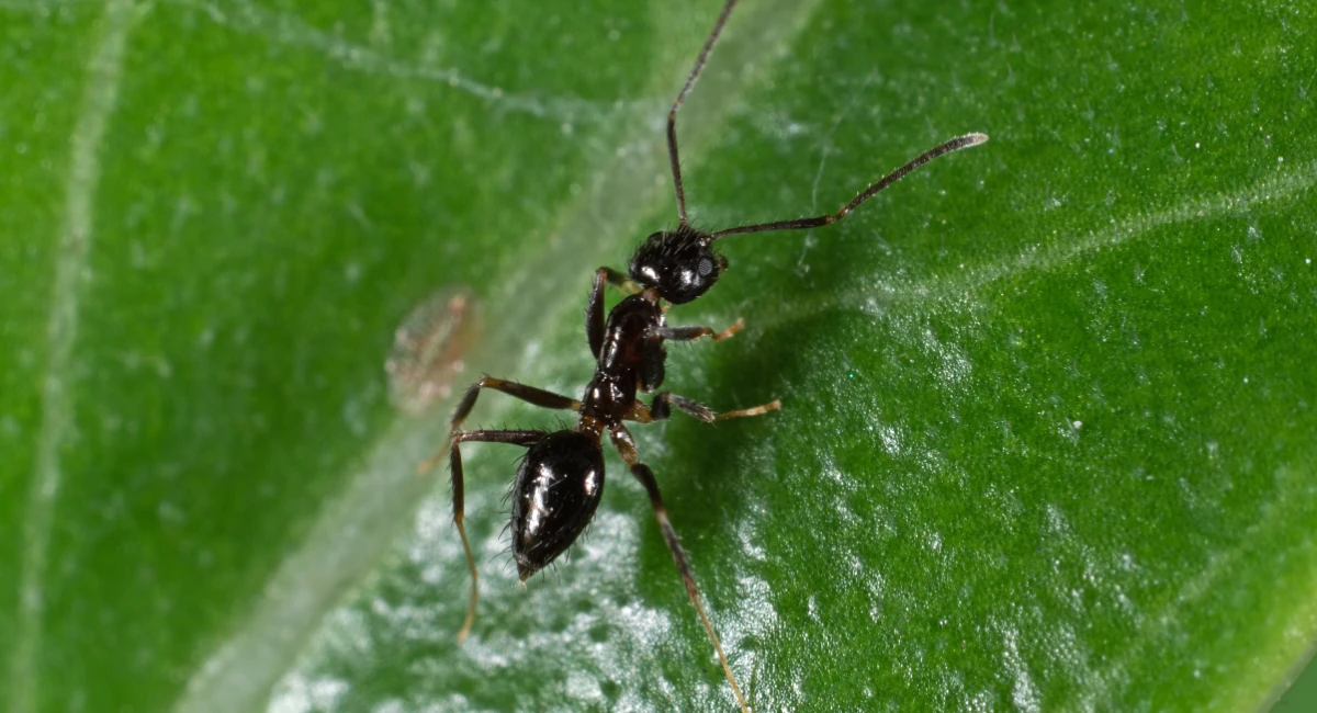 Lasius niger