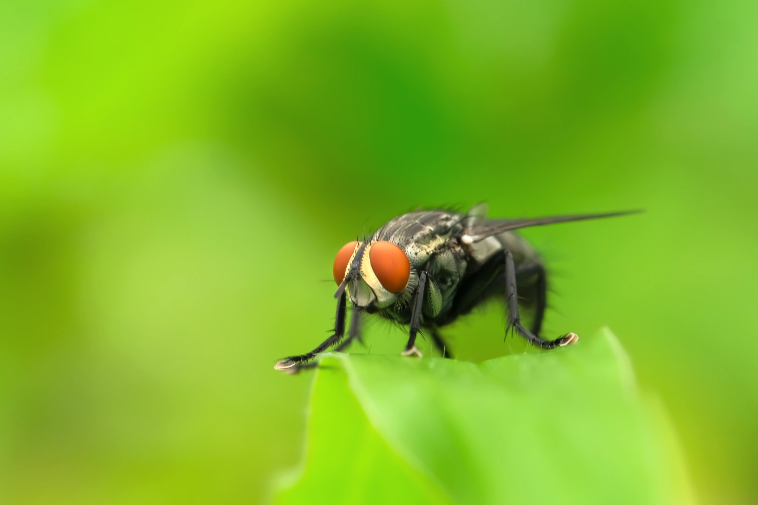 Pollenia rudis