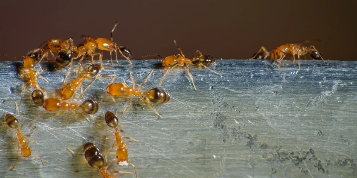 Monomorium faraonis