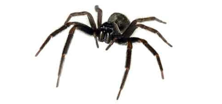 Black House Spider