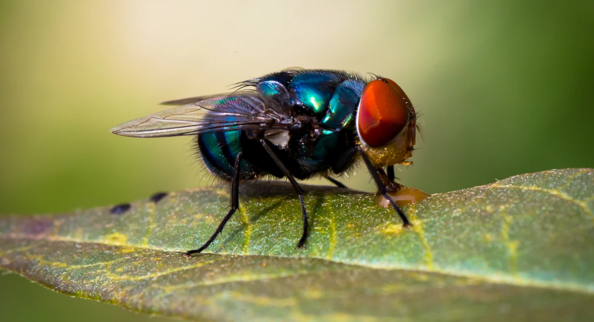 Calliphora vomitoria