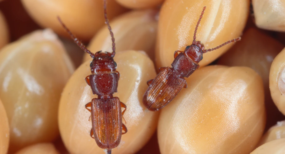 Rusty grain beetle
