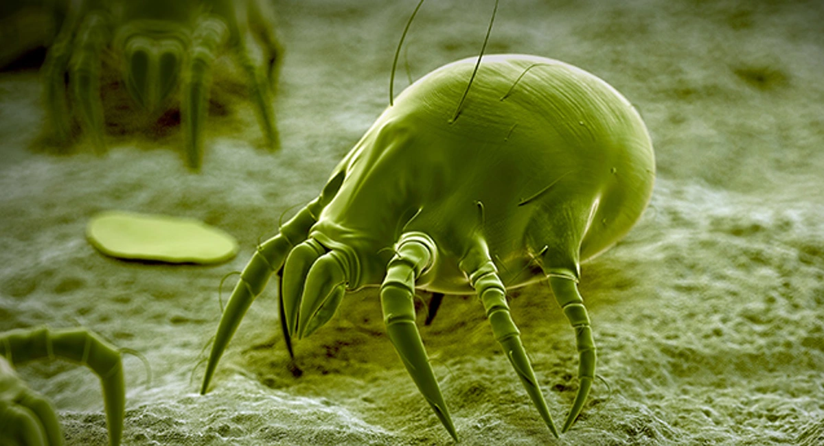 image-food-mite.webp