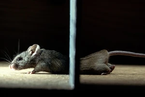 Souris