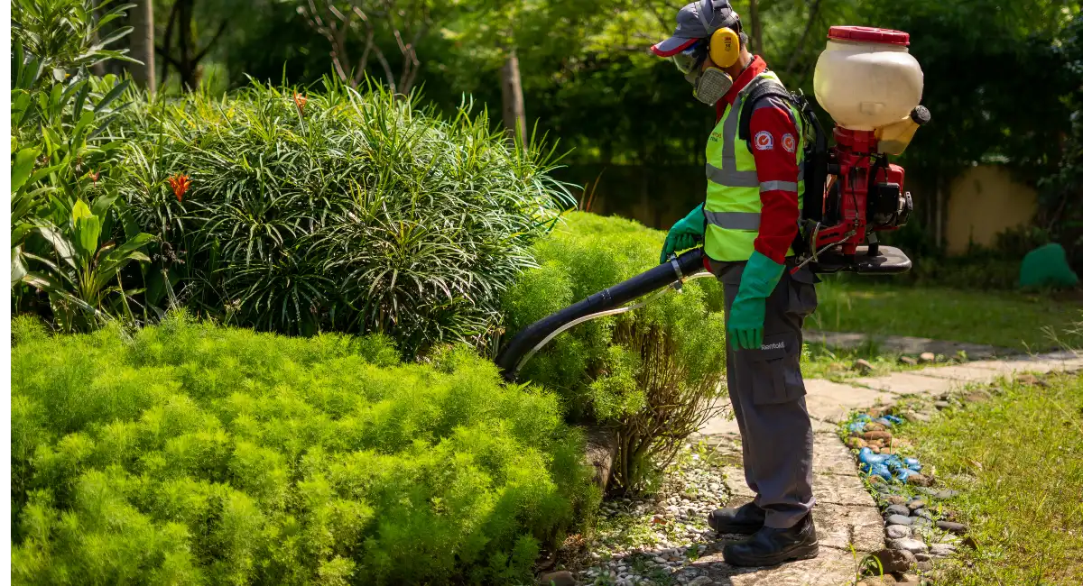  A pest control professional spraying insecticide on garden bushes to prevent mosquito breeding