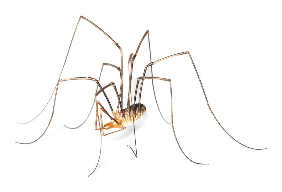 Harvestman Spider