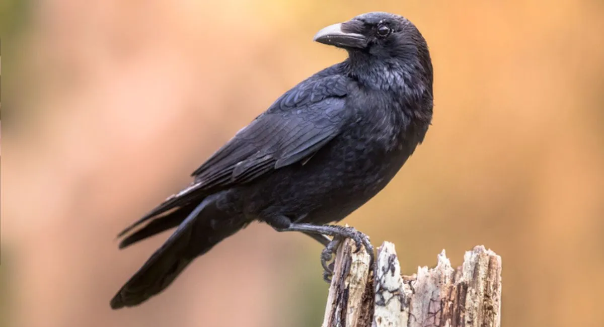 Crows