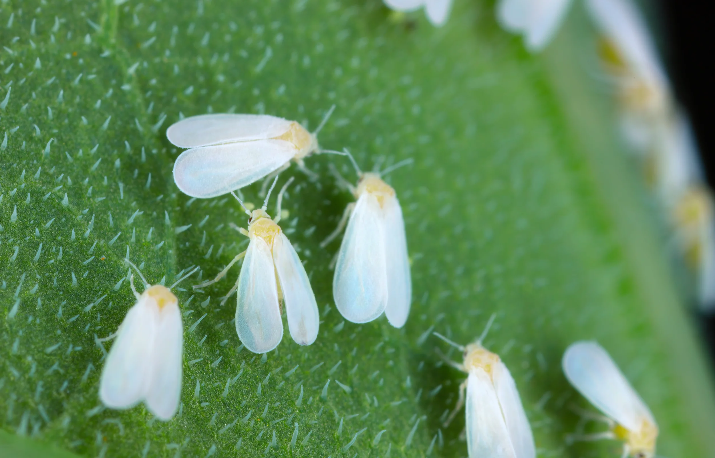 Trialeurodes vaporariorum
