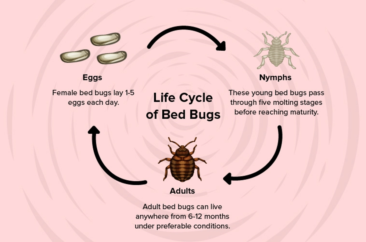Life cycle of bed bugs