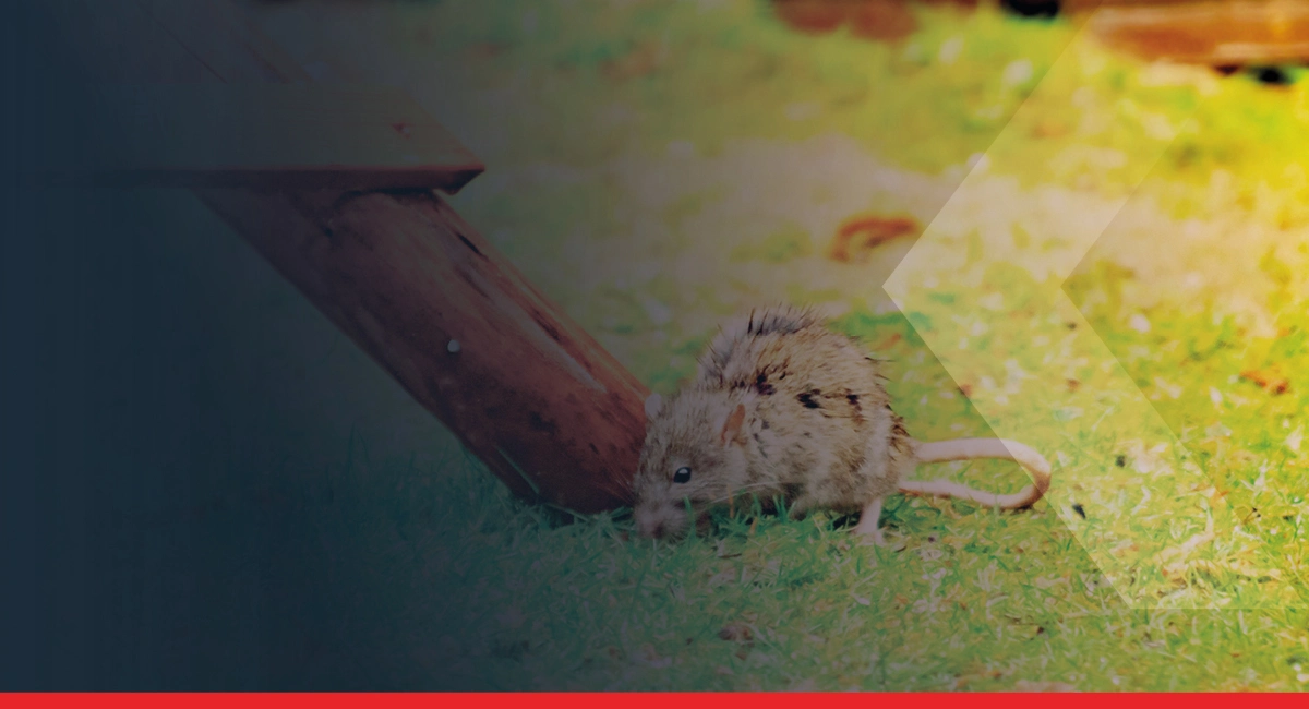 Rat next to a bench