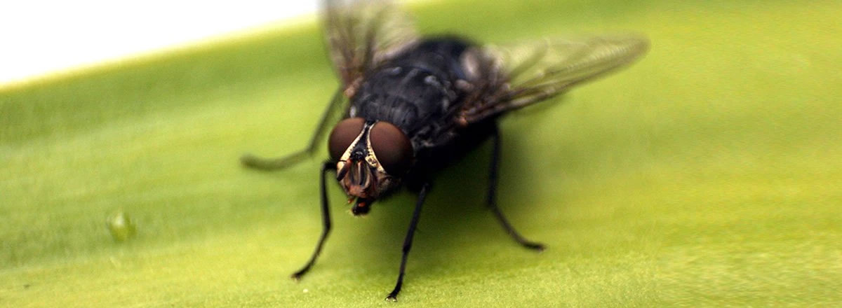 fly