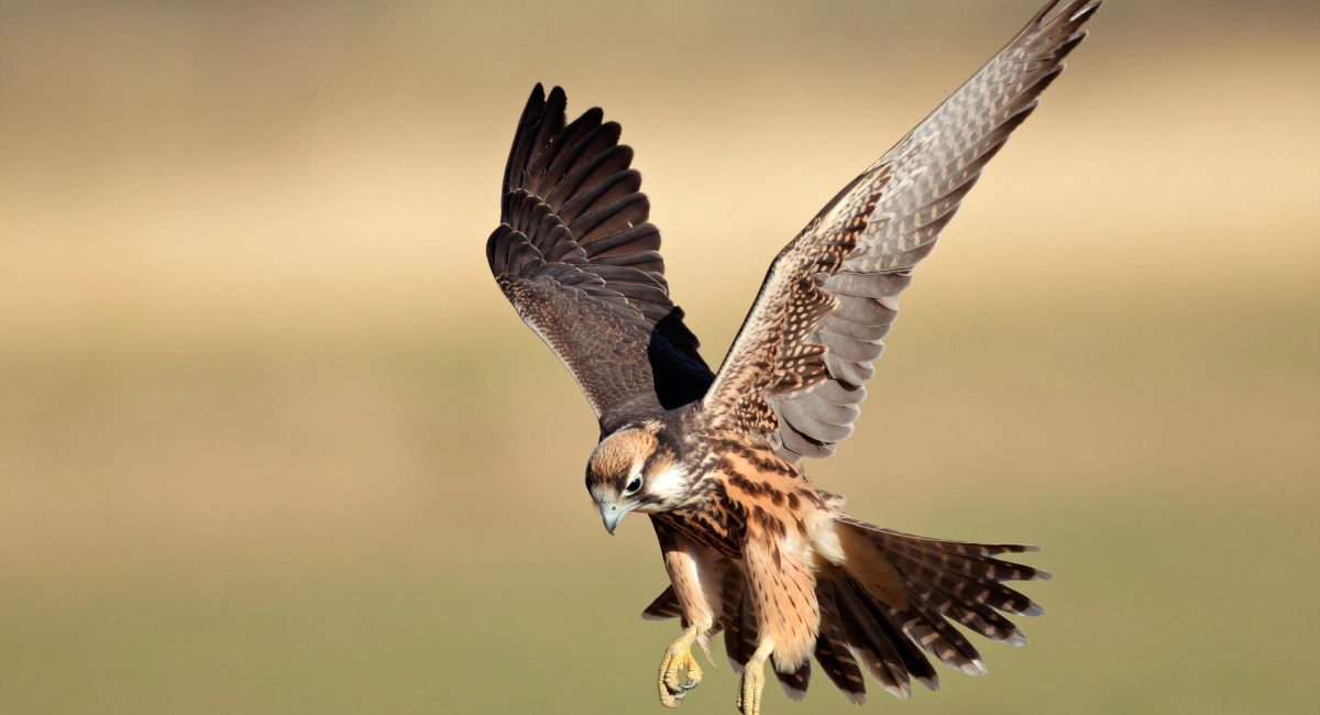 aves para cetrería