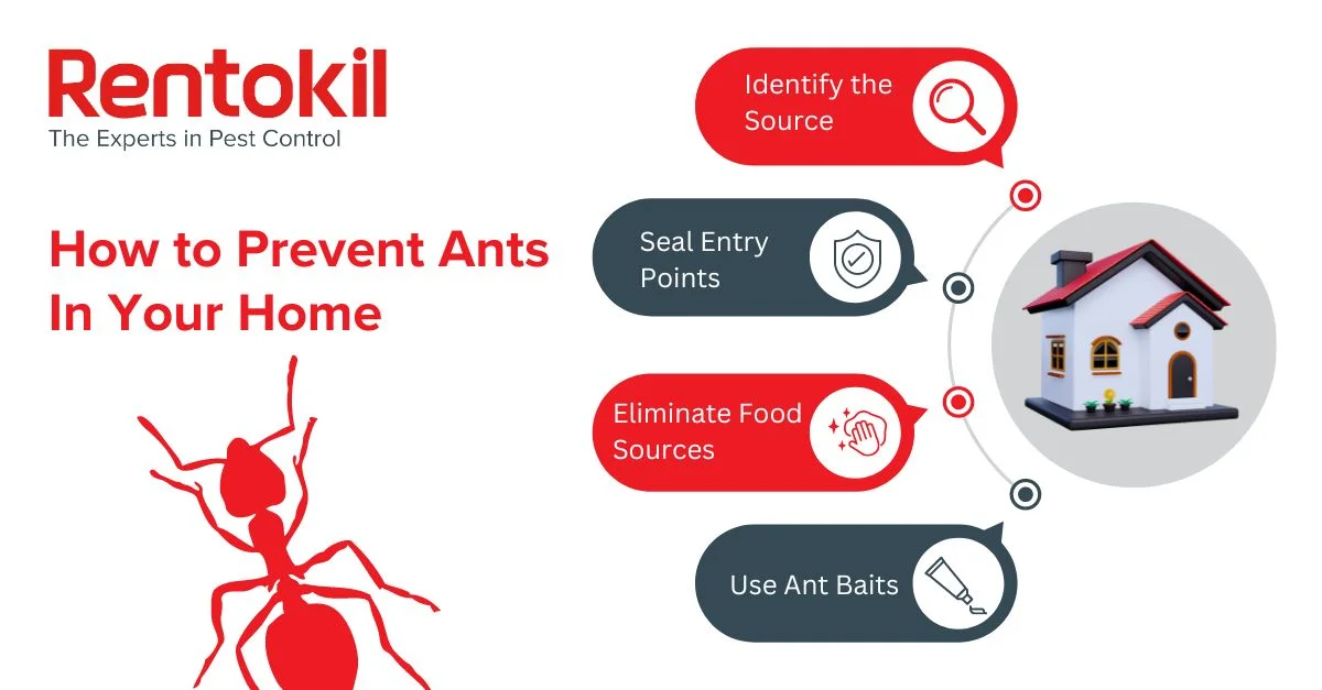 4 Steps Of How to Prevent Ants In Your Home