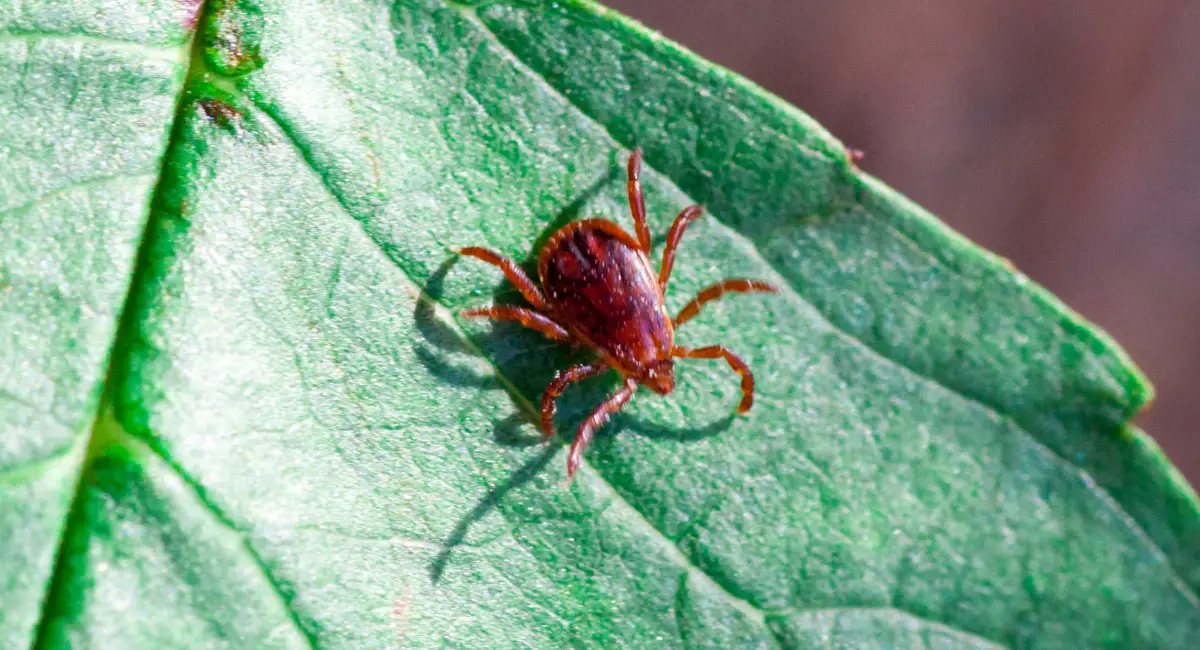 Dog Tick