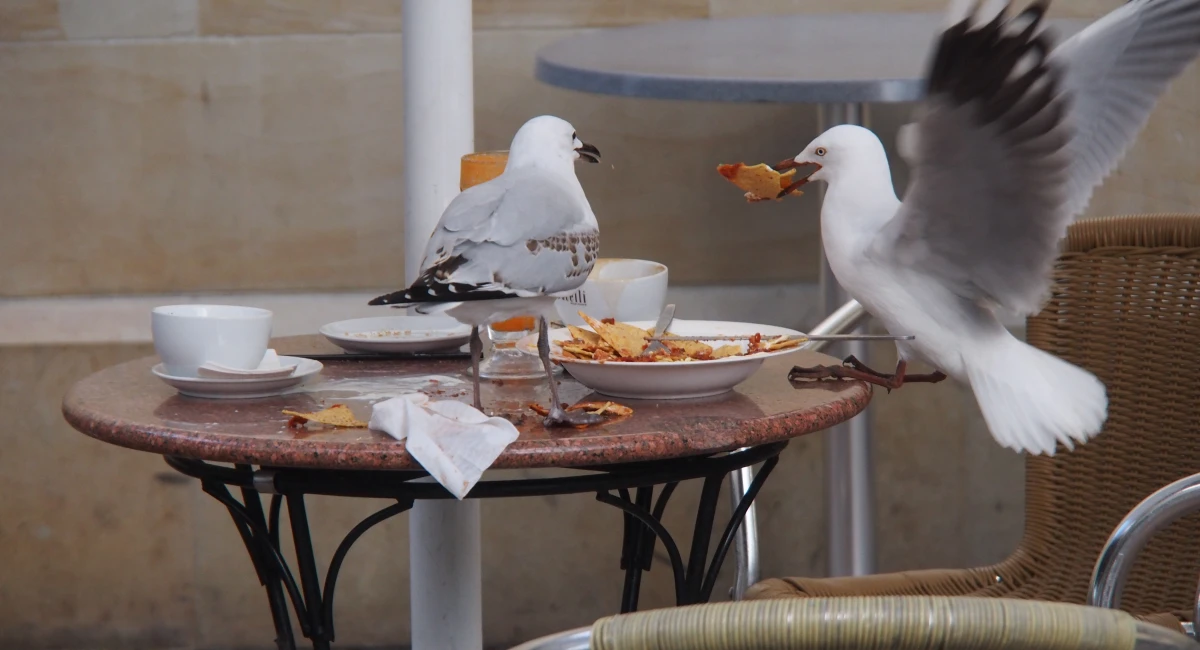 Dos gaviotas en una mesa de una terraza llevándose la comida de un plato