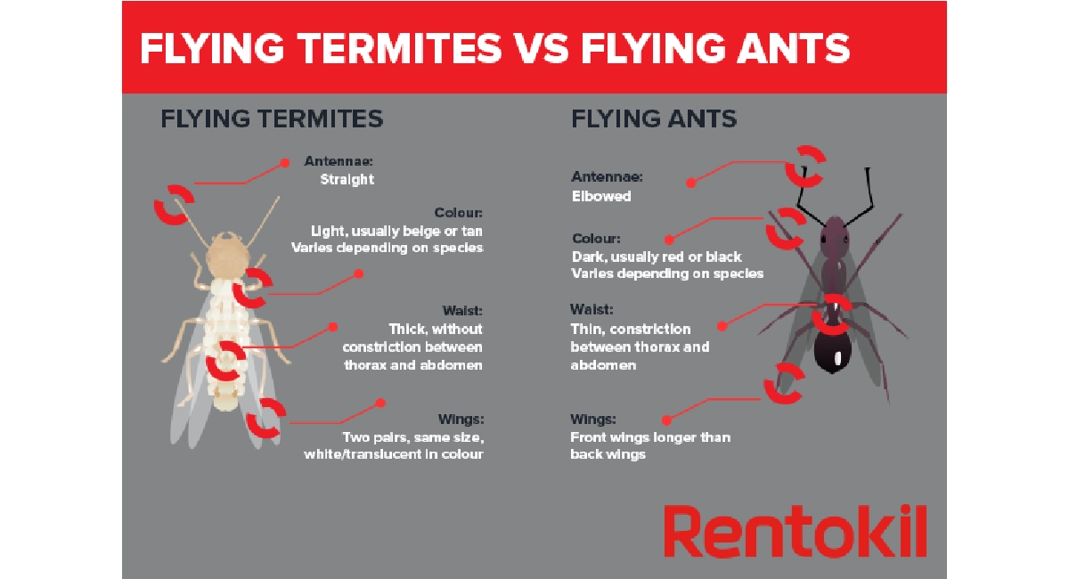 termite-cycle