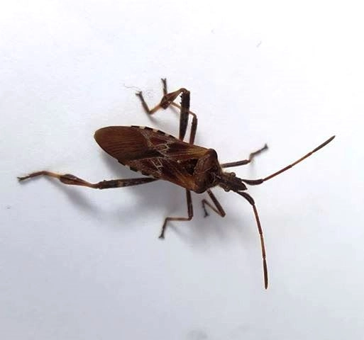 Chinche Triatomine - Vinchuca