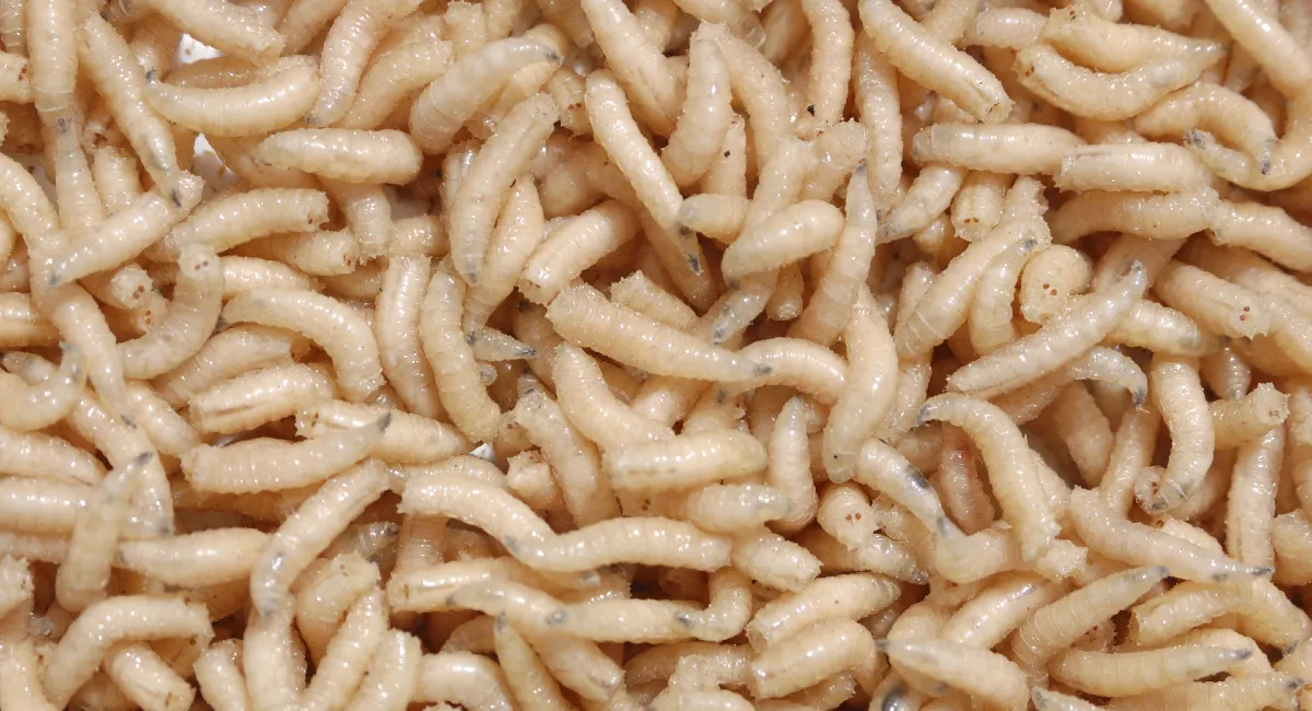 Maggots