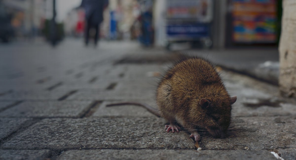 Debugged Blog Why Rats Are a Problem During COVID-19 Rats Carry Various Diseases