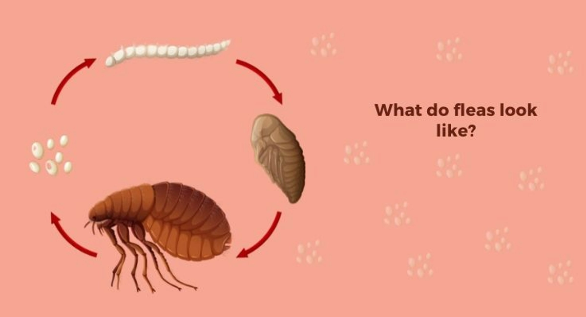 Fleas Life Cycle