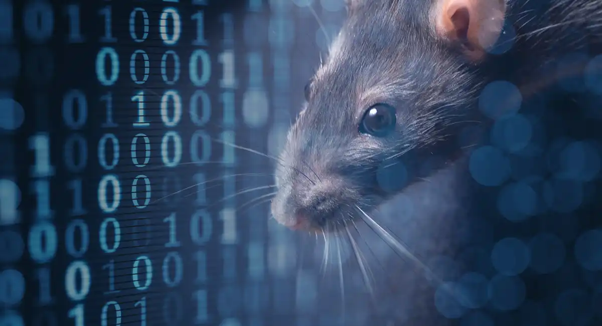 Close-up of a rat overlaying a blue binary code background.