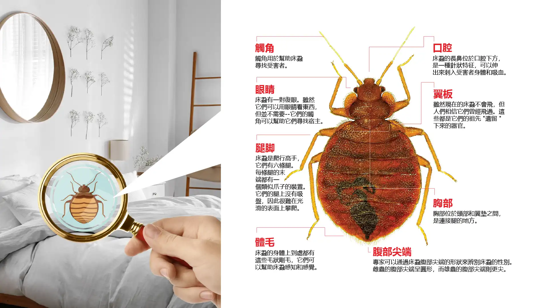 床蝨控制 | 床蝨解決專家 | 能多潔香港