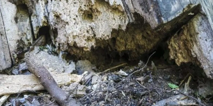 damaged-home-collapsing
