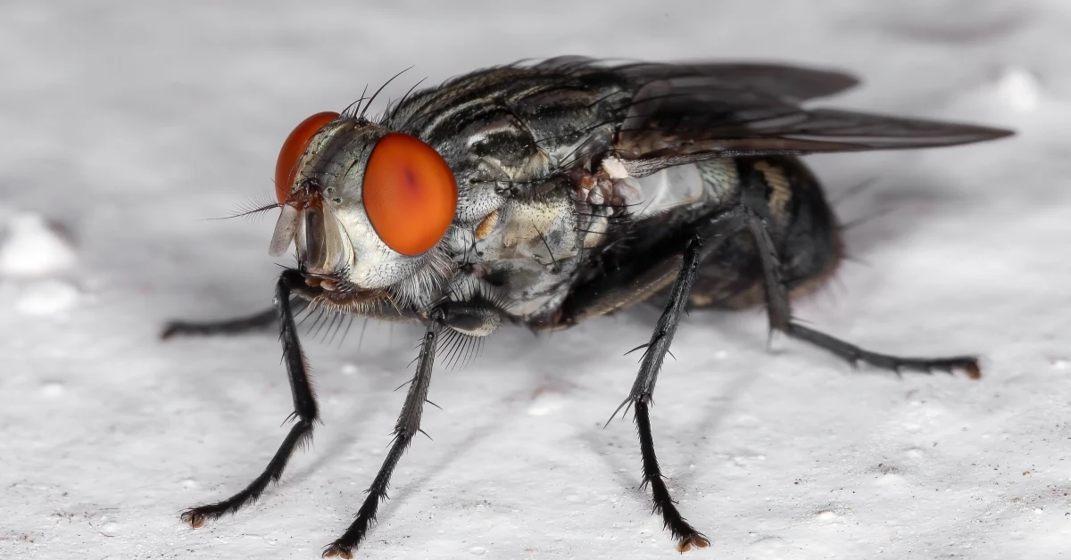 แมลงวันหลังลาย (Flesh Fly)
