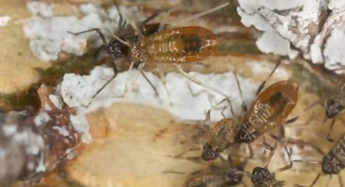 Aphids on pine