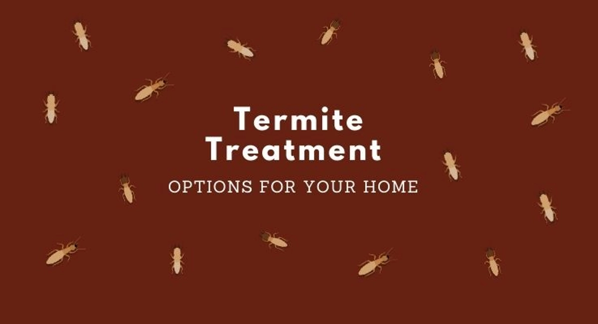 Debugged Blog Top Ten Termite Blog Trending Topics Termite Treatment
