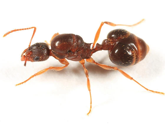 aphaenogaster