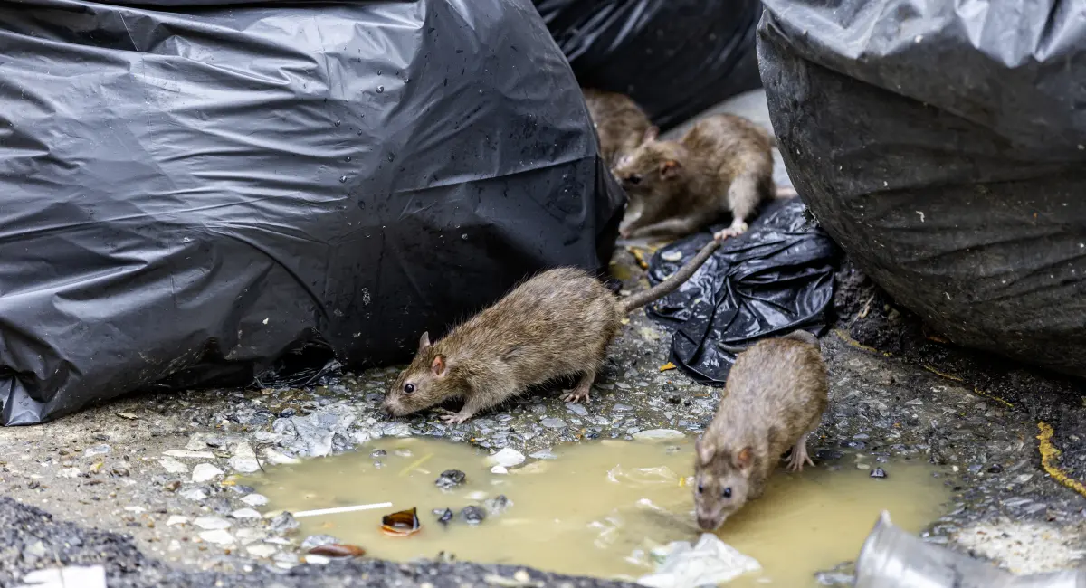 pests and diseases after floods