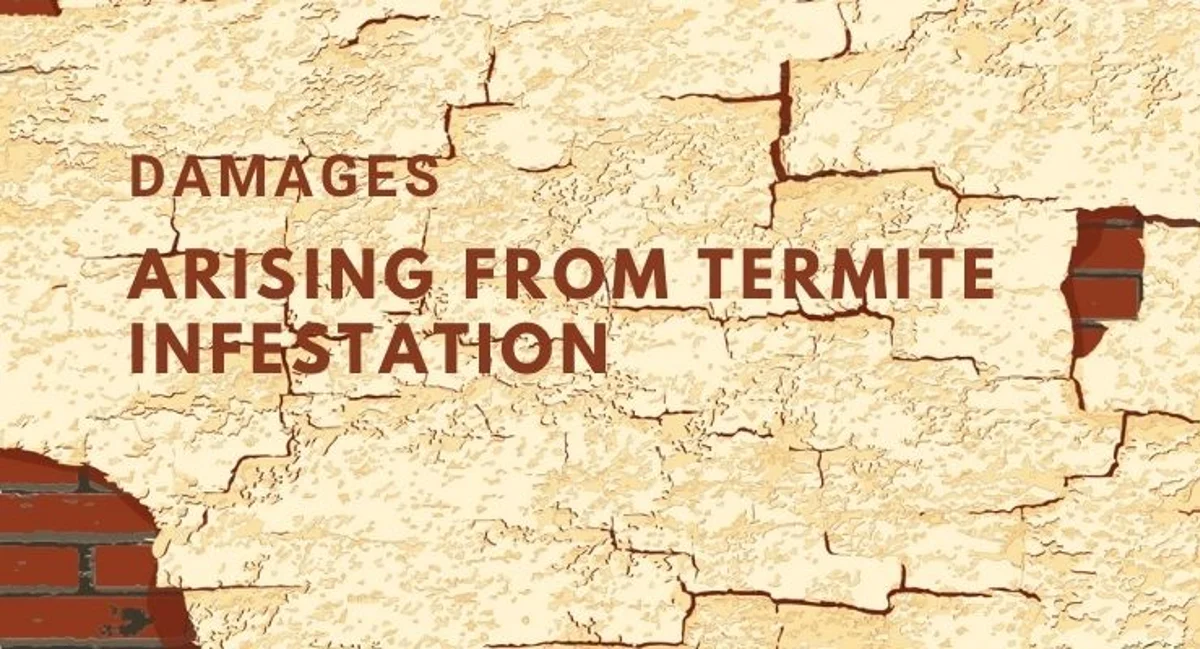 Debugged Blog Learn The Difference Between Termites And Carpenter Damages From Termite Infestation