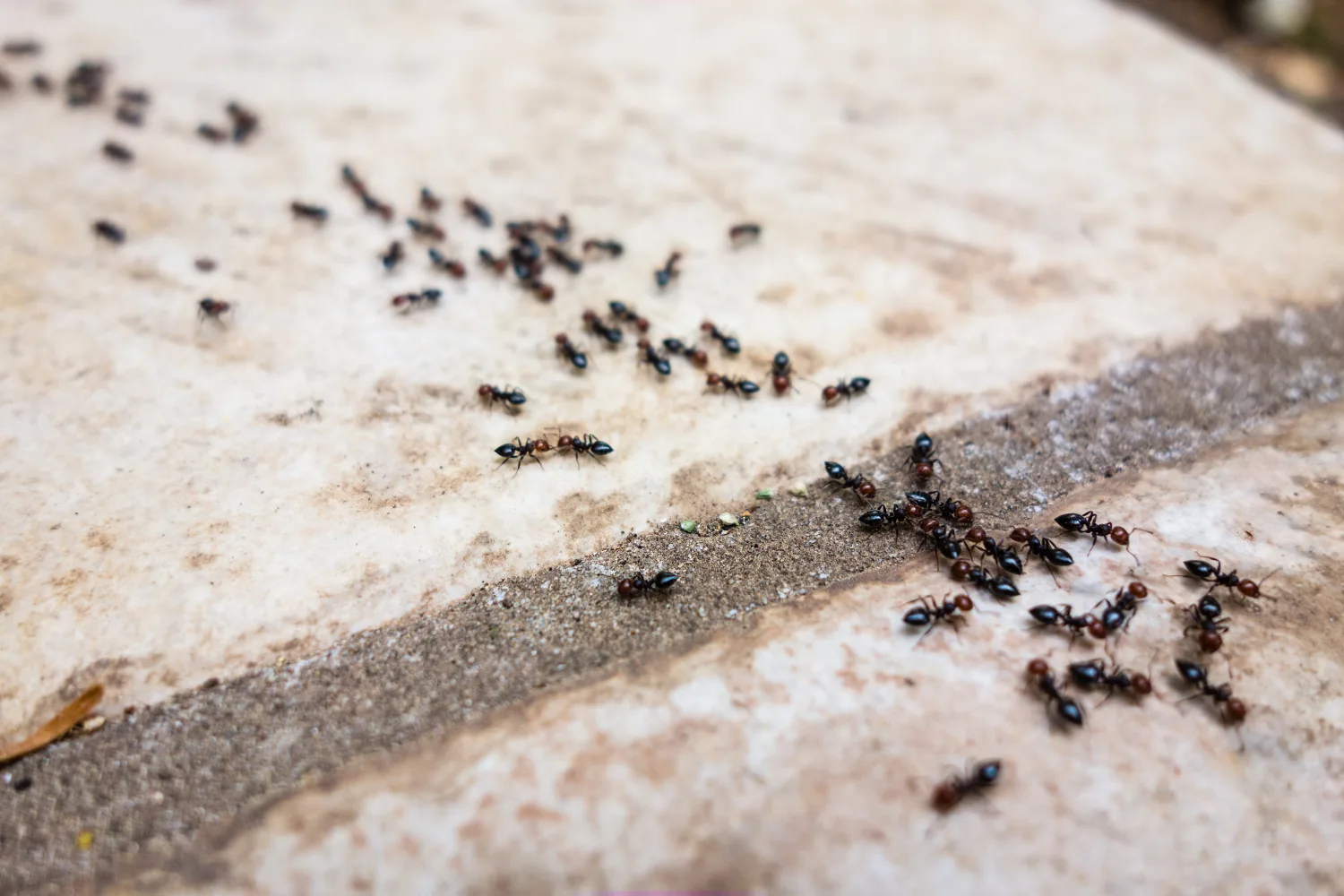 Image of ants performing the trophallactic process using their mouths